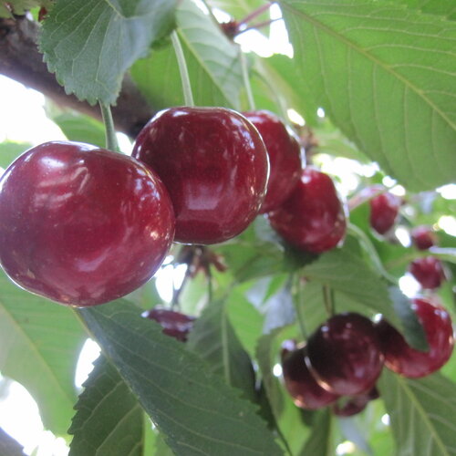 3 graines prunus serotina, cerisier &quot;melitopol black&quot; bio ( france )