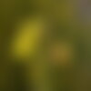 10 graines onagre bisannuelle, oenothera biennis