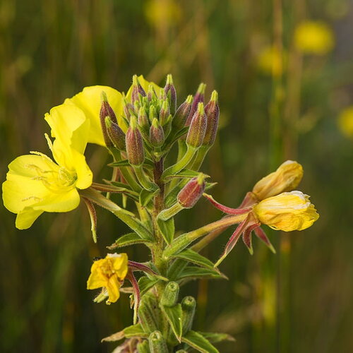 10 graines onagre bisannuelle, oenothera biennis