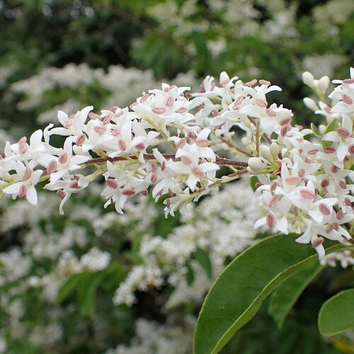 7 graines de troène de chine, ligustrum sinensis
