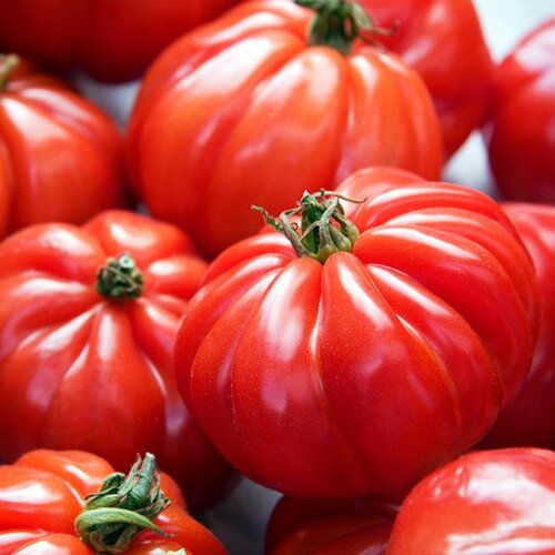 20 graines de tomate marmande, solanum lycopersicum