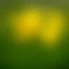 50 graines lotier corniculé, lotus corniculatus