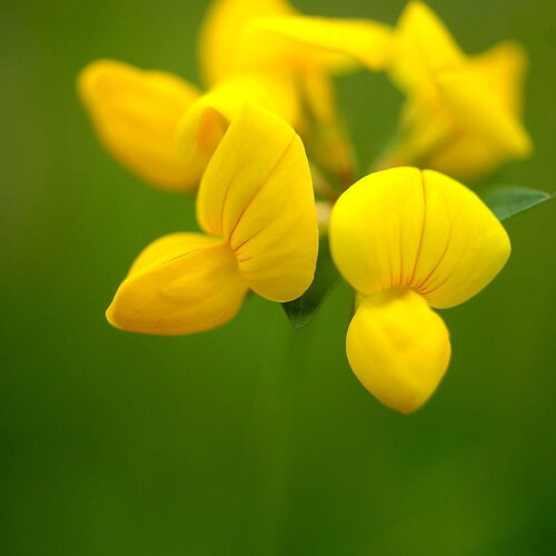 50 graines lotier corniculé, lotus corniculatus