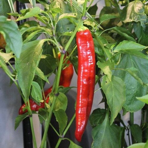 25 graines de piment fort hongrois