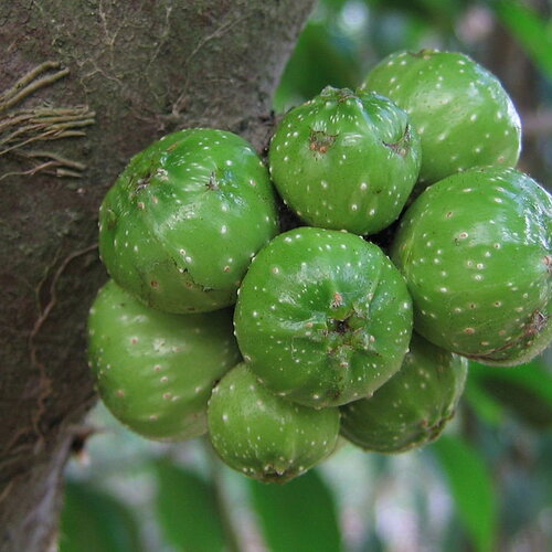 10 graines ficus hispide, ficus hispida, figuier à feuilles opposées