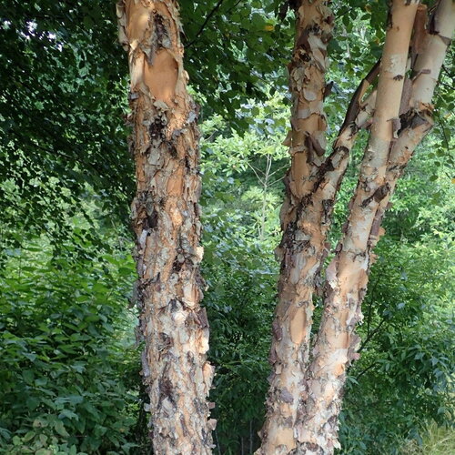 3 graines de betula nigra, bouleau noir