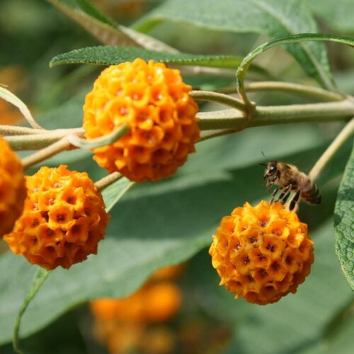 10 graines buddleia globosa, arbre aux papillons globuleux