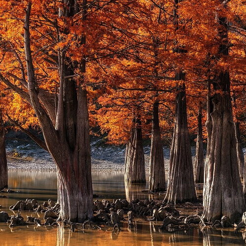 5 graines de cyprès chauve, cyprès de louisiane, taxodium distichum
