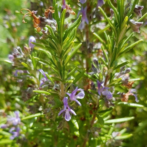 3 graines rosmarinus officinalis, salvia rosmarinus, romarin