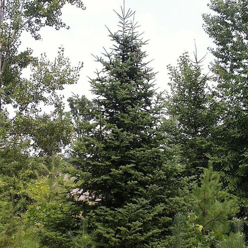 5 graines sapin baumier, abies balsamea