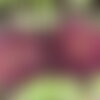 50 graines de laitue lollo rossa, lactuca sativa