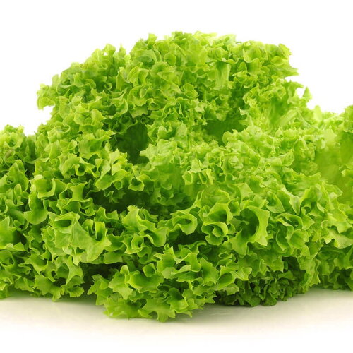 50 graines de laitue lollo bionda, lactuca sativa
