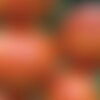 20 graines de tomate red zebra