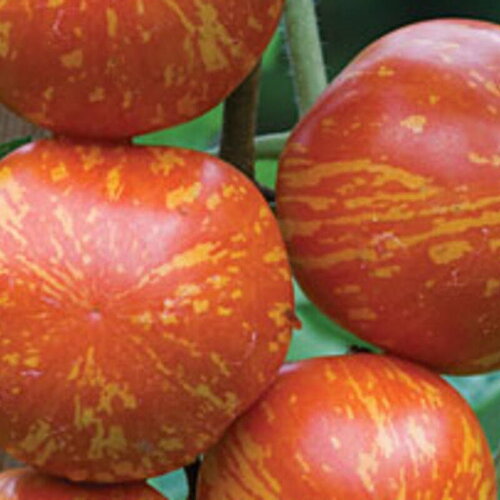20 graines de tomate red zebra