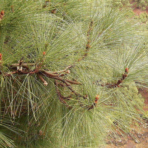 5 graines de pin des canaries, pinus canariensis