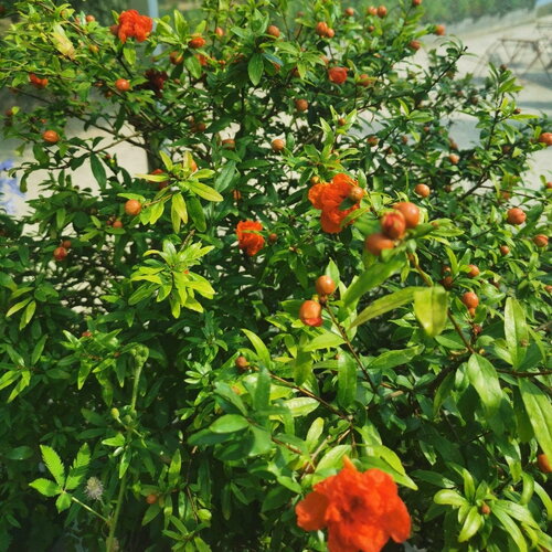 3 graines punica granatum nana, grenadier nain