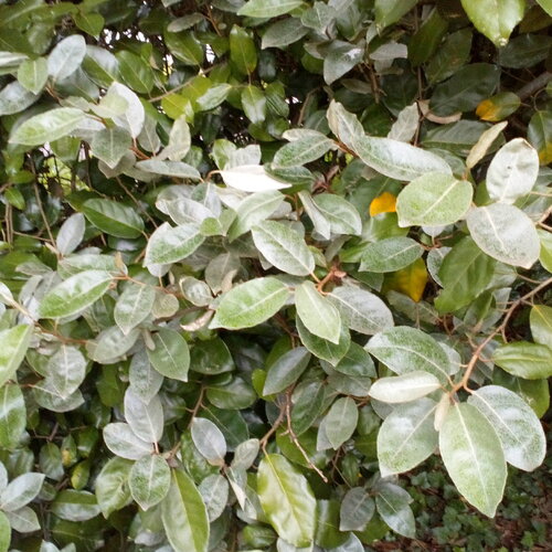 10 feuilles d'eleagnus ebbingei fraiches