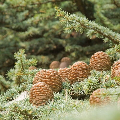 3 graines de cedrus deodora, cèdre de l'himalaya