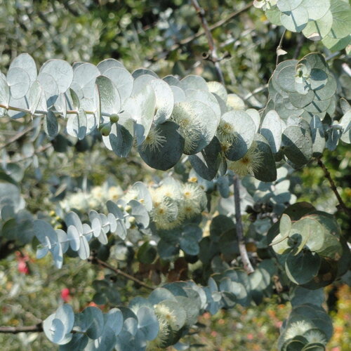 3 graines eucalyptus pulverulenta, gommier argenté