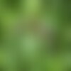 7 graines de pittosporum tenuifolium, pittospore à petites feuilles
