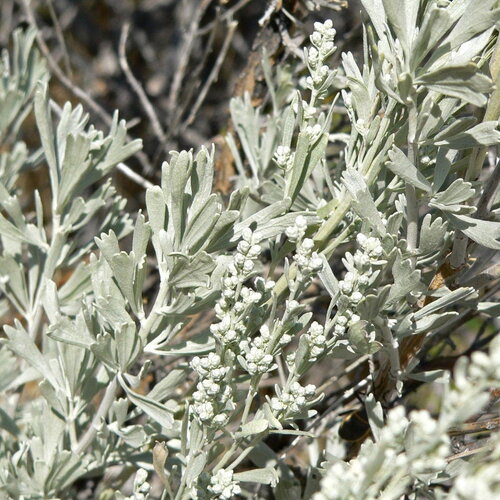 10 graines artemisia tridentata, armoise tridentée