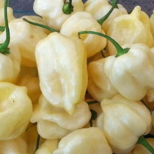 20 graines de piments habanero blanc capsicum chinense piment du pérou très fort