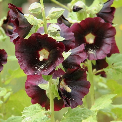 10 graines de rose trémière noire, alcea rosea, passe-rose, passerose, primerose