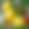 25 graines de tomate cerise yellow pearshaped