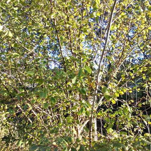 5 boutures de noisetier sauvage, corylus