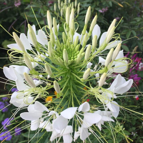 50 graines cleome spinosa white queen, cléome blanche