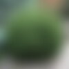 5 graines pinus mugo pumilio, pin mugo nain