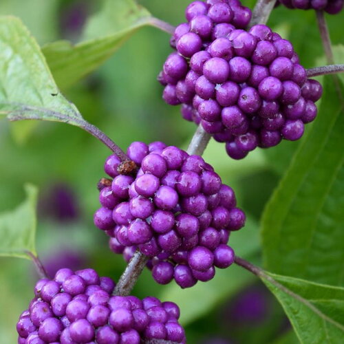 20 graines callicarpa americana, arbre aux bonbons, callicarpe d'amérique