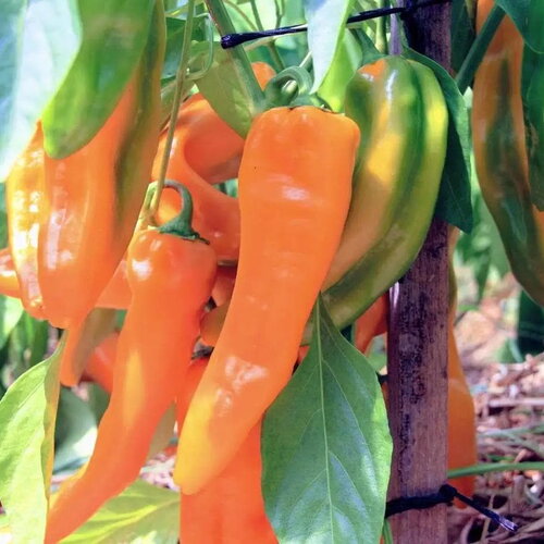 25 graines de poivron doux corno di toro giallo, capsicum annuum