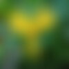 10 graines de capucines des canaries, tropaeolum peregrinum