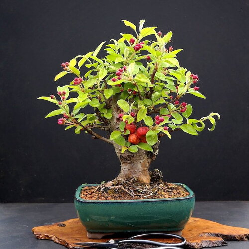 7 graines malus sylvestris, pommier sauvage, pommier des bois, boquettier, idéal bonsaï