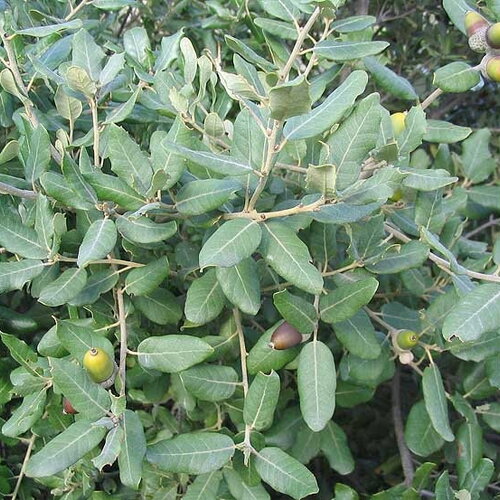 2 graines de chêne vert, quercus ilex ilex