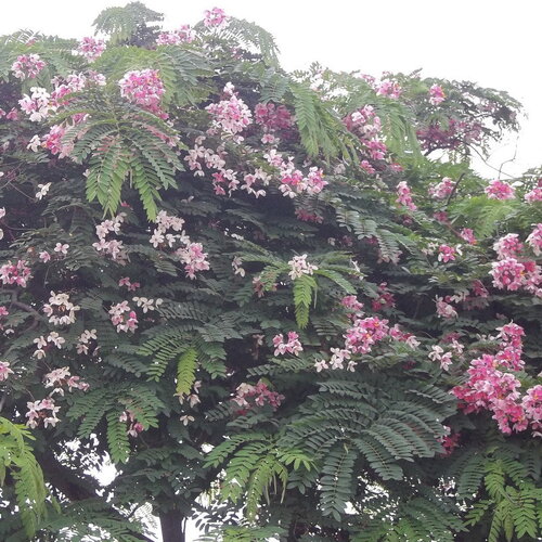 3 graines de cassia reginera