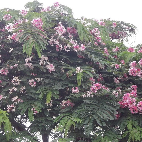 7 graines de cassia reginera