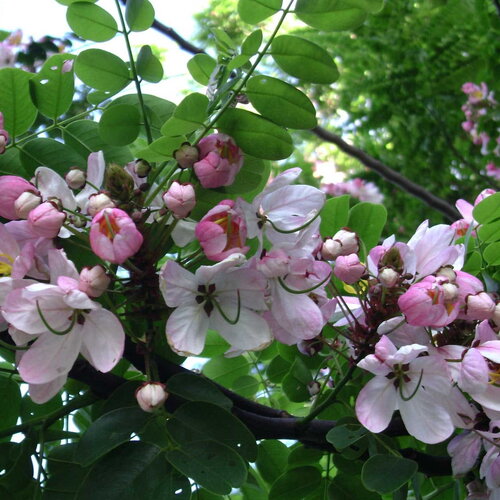 5 graines de cassia javanica, casse de java