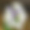3 graines iris laevigata, iris d'eau japonais