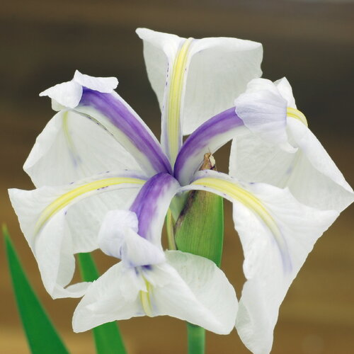 3 graines iris laevigata, iris d'eau japonais