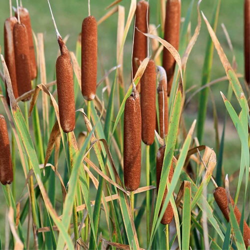50 graines de massette à larges feuilles, typha latifolia, roseau à massette, rauche, quenouille