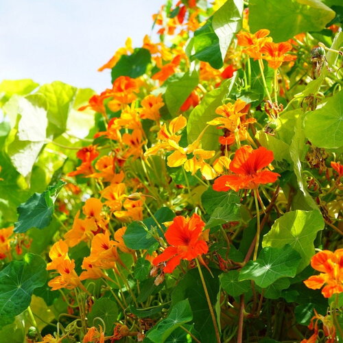 3 graines de tropaeolum majus &quot;whirlybird&quot; mix, capucines à grandes fleurs
