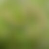 10 graines de myrtille, vaccinium myrtillus