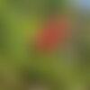 3 graines callistemon rigidus, rince-bouteille rigide