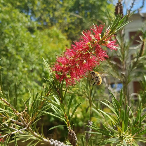 3 graines callistemon rigidus, rince-bouteille rigide