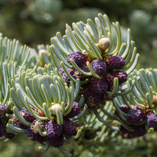 10 graines de sapin subalpin, abies lasiocarpa