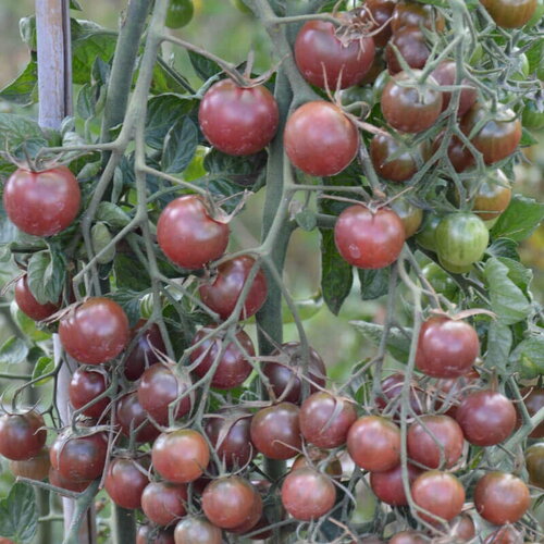 20 graines de tomate black cherry, solanum lycopersicum