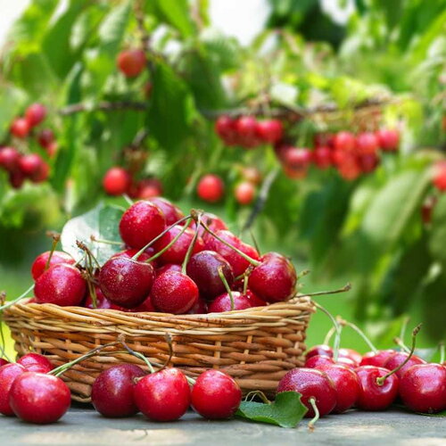 3 graines prunus cerasus, cerisier &quot;general's&quot; bio autofertile