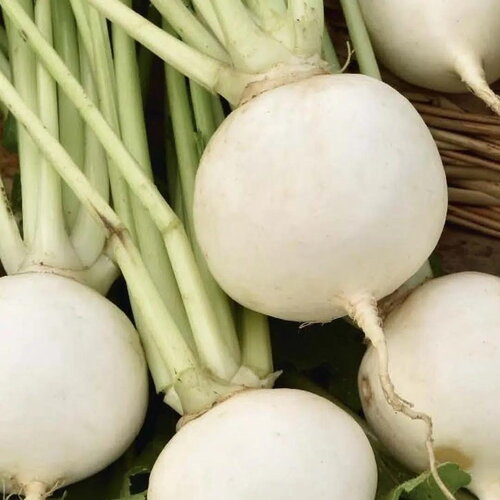 20 graines de navet fuku komachi, brassica rapa &quot;fuku&quot;